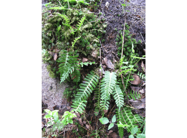 Polypodium vulgare